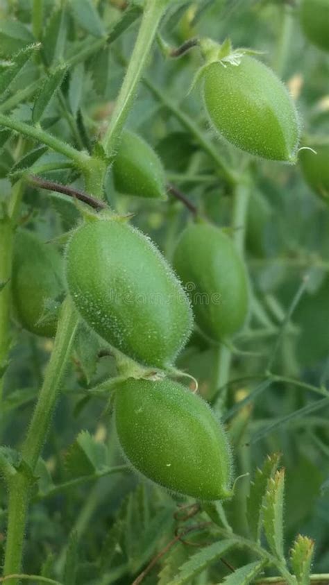 Chana Dal Plant