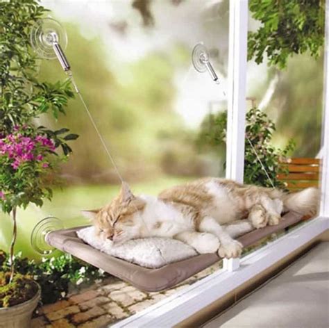 Why a window perch is the best thing for your cat?