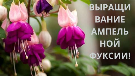 Фуксия ампельная! Высаживаю черенки с корнями делаю прищипку! Формирую ...