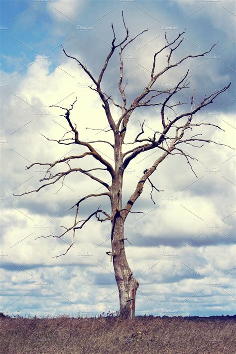 Dead Tree Tree Photography Tree Art Dry Tree