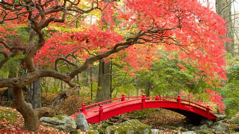 K Autumn Japan Wallpapers Wallpaper Cave