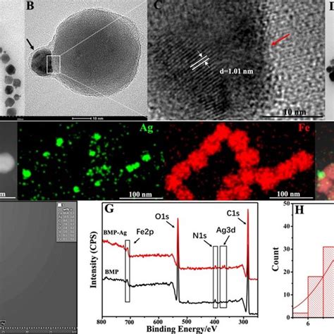 A Transmission Electron Microscopy TEM Image Of BMP After Incubation