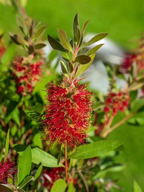 Zylinderputzer Callistemon Citrinus Mit Nisi Nahlinse Au Flickr