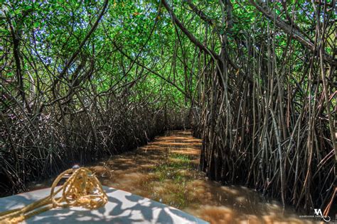 Pichavaram Mangrove Forest, India