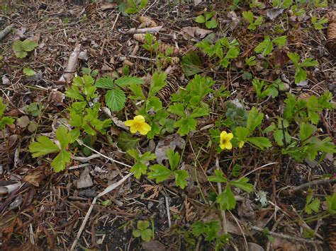 5 Things I Learned This Year – Goldenrod Garden