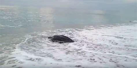 Worlds Largest Sea Turtle Surfaces From Ocean Stuns People With Her