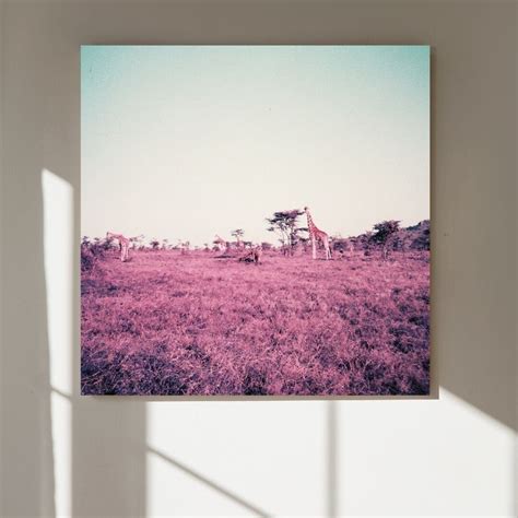 Purple Giraffes Analog Photograph Purple Analog Film Etsy