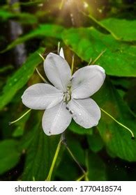 Bauhinia Acuminata Species Flowering Shrub Native Stock Photo