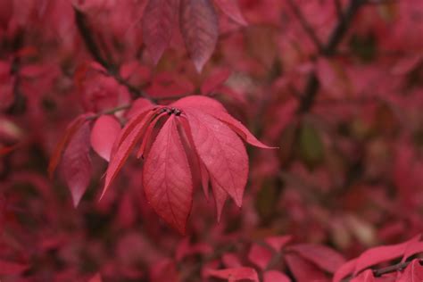 Burning Bush Shrub Leaf