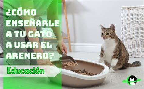 Cómo Enseñarle a tu Gato a usar el Arenero