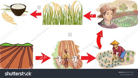 rice formation  farmers complete cycle stock illustration