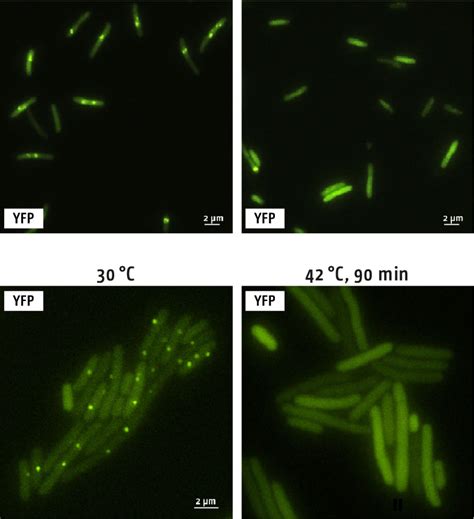 Formation of Cas1-LFP foci r equir es activated DNA replication. ( A )... | Download Scientific ...