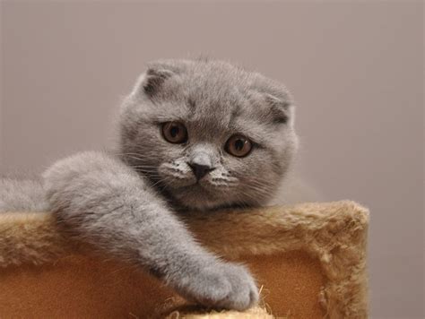 Scottish Fold. | Шотландская вислоухая кошка, Имена кошек, Красивые кошки