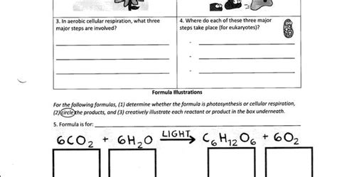 30 Amoeba Sisters Photosynthesis And Cellular Respiration Worksheet Answers Worksheets Decoomo