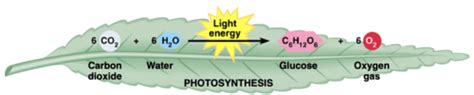 Photosynthesis Flashcards Quizlet