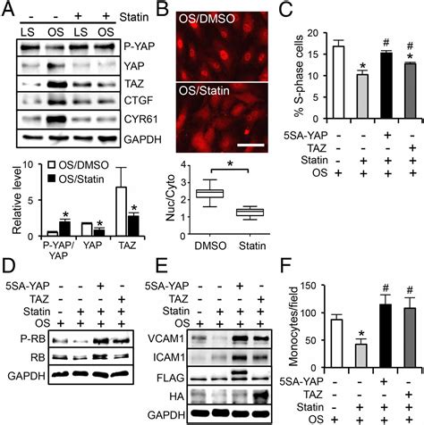 Flow Dependent Yap Taz Activities Regulate Endothelial Phenotypes And