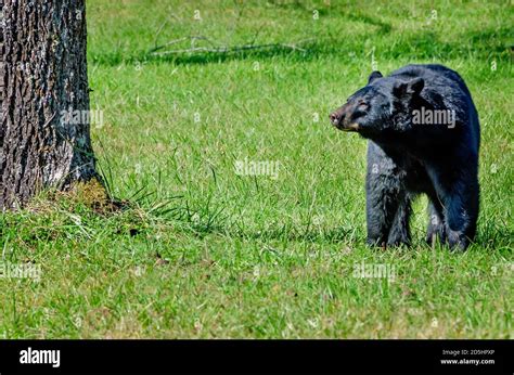 A Female Black Bear Stands In Cades Cove At Great Smoky Mountains