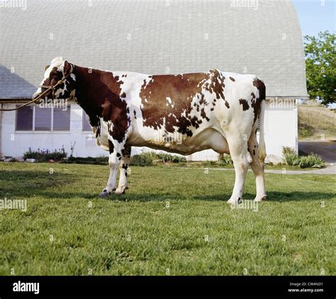 Ayrshire cow hi-res stock photography and images - Alamy