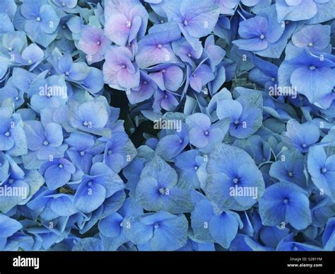 Big Leaf Hydrangea Hi Res Stock Photography And Images Alamy