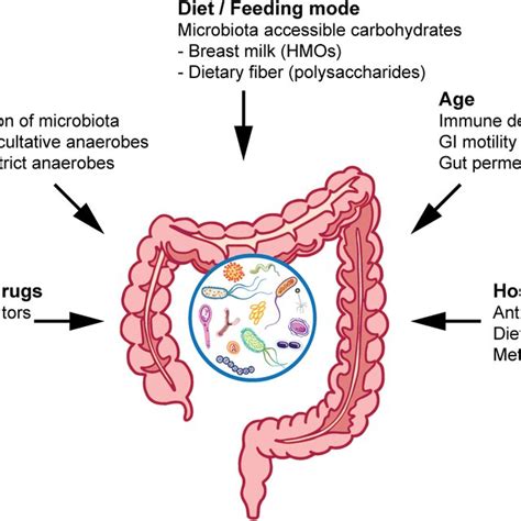 Factors Affecting The Gut Microbiota Multiple Factors Influence The Download Scientific