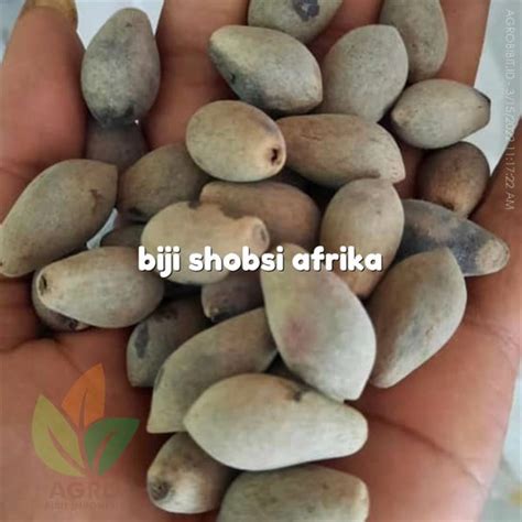 Jual Biji Sobsi Kayu Afrika Unggul Agro Bibit Id