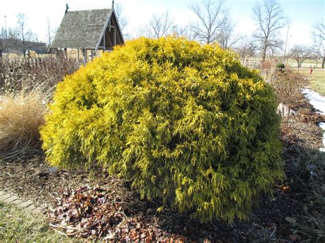 Golden Conifers In Winter Rotary Botanical Gardens