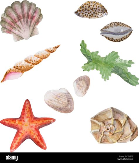 Set Of Different Hand Drawing Watercolor Seashells Clams Starfish And