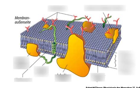 Schaubild Aufbau Der Zellmembran Quizlet