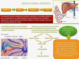 Blog De Fisiologia Susan Karely Lopez Oropeza Mapa Conceptual H Gado