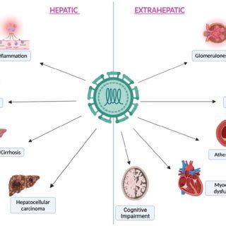 principal hepatic  extra hepatic manifestations  chronic