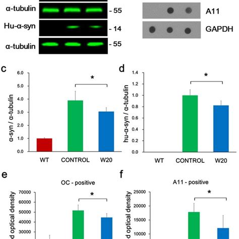 W Reduced Synuclein Levels In A T Synuclein Mouse Brains A