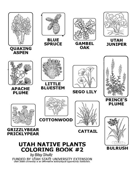 Desert Plants Coloring Pages