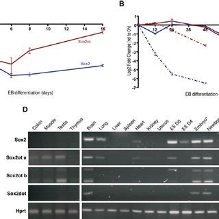 Sox2ot Dynamic Expression In Mouse Adult Neurogenesis Detection Of A