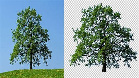 How To Cut Out Tree In Photoshop The Easy Way Youtube