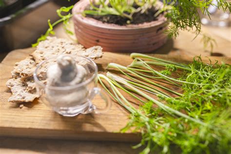 Growing Bulb Fennel Indoors - Sara at Skillnaden's