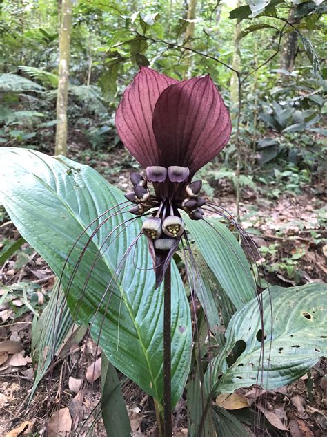 Bat flower tacca chantrieri Bat Flower, Tattoo Ideas, Plants, Flowers ...