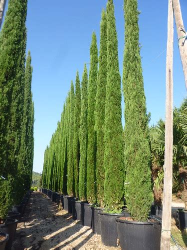 Cupressus Sempervirens Stricta Plantarea Flickr