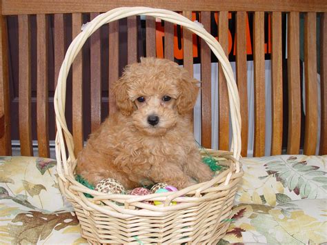 Teacup Poodle Dog Breed » Everything About Teacup Poodles