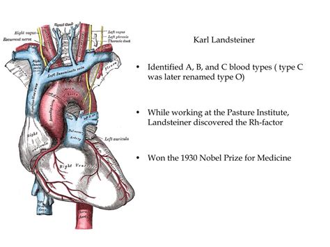 Ppt The History Of Blood Transfusions Powerpoint Presentation Free