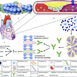 A Cardiac Troponin Complex Troponin T Anchors The Complex To The