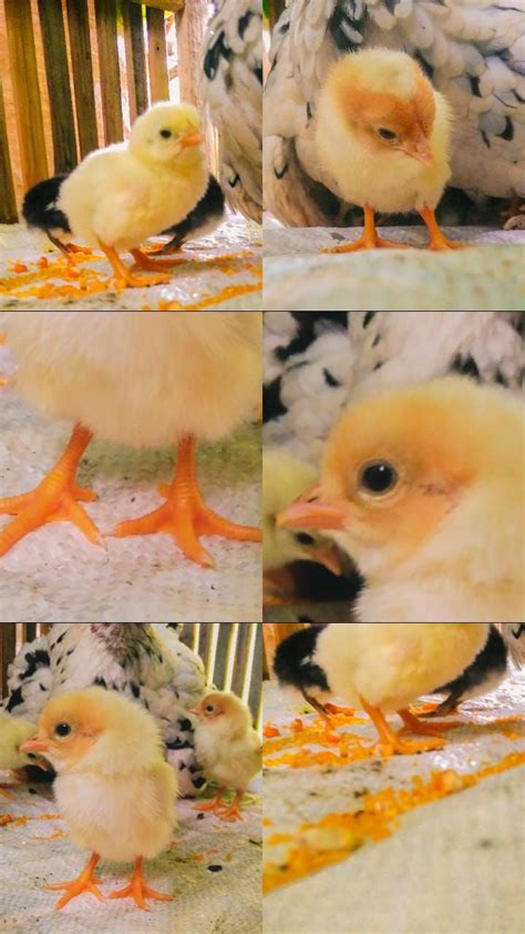 Anak Ayam Baru Netes Gambar Hewan Lucu Hewan Gambar Hewan