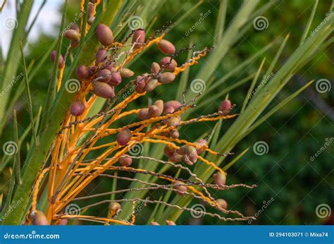 Date Palm with Fruits on a Sunny Day 16 Stock Image - Image of gold ...