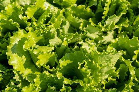 Premium Photo Fresh Green Lettuce Leaves In Vegetable Garden Close Up