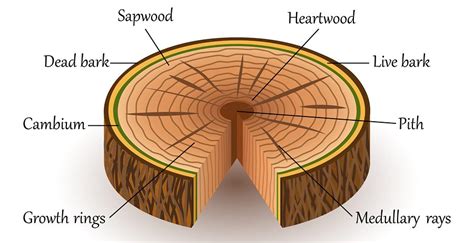 Diagrams Of Wood Molecular Structure 5 Schematic Illustratio