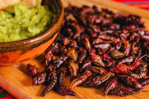 Explorando La Tradici N Y Sabor De Los Chapulines De Oaxaca El