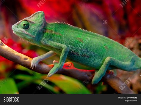 Cute Pet Chameleon