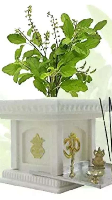 घर में इन 4 जगहों पर कभी भी न रखें तुलसी का पौधा Vastu Tips Never Put Tulsi Plant These Places