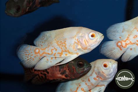 Albino Oscar The Rare Marbled Beauty Of Freshwater Aquariums Badman