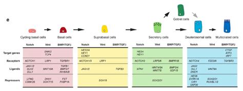 Single Cell Rna Sequencing Reveals Novel Cell Differentiation Dynamics During Human Airway