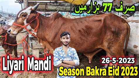 Liyari Mandi Karachi Cattle Rates Update Ab Tak Ki Sab Sy Sasti Mandi